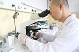 培养基真菌及病原微生物检查